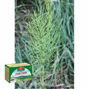 Ceai Coada Calului, U85, 20 plicuri, Fares - Delumani - Magazin Online Romanesc 