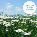 Ceai Coada Soricelului, Fares - Delumani - Magazin Online Romanesc 